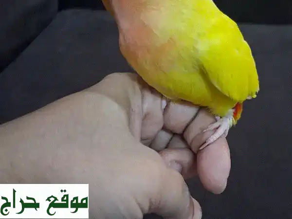 طيور حب أليفة للبيع: ودودة، غير عضاضة ومستأنسة 🐦 - رفيقك المثالي! 2