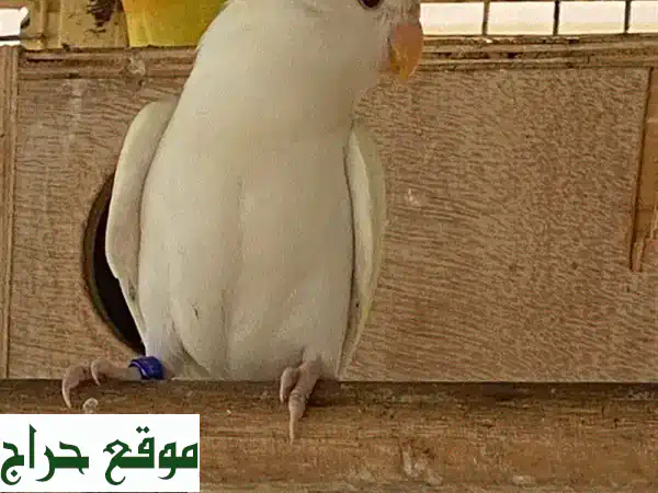 روز لاتينيو: سحر العيون الحمراء وجمال اللون الفريد (حمام زينة أصيل) 2