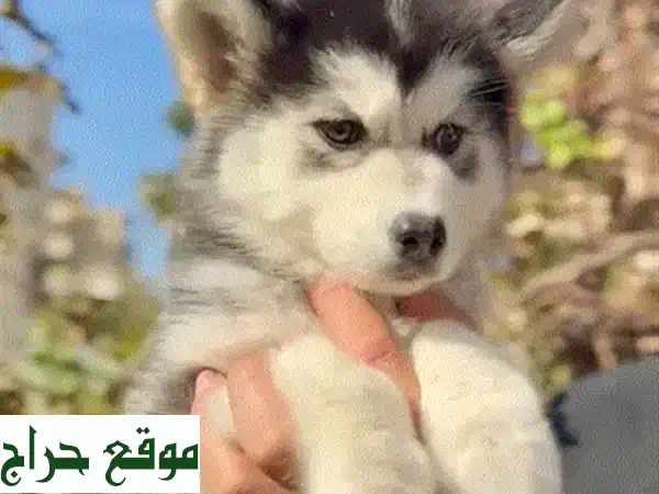 Adorable White Loulou Spitz puppy, delivery available, dog, كلاب 2