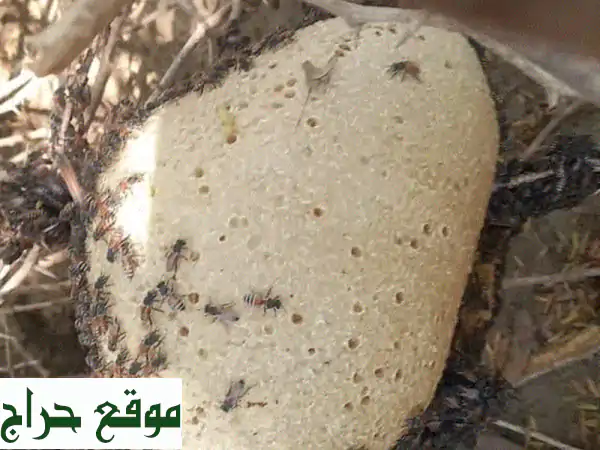 عسل صيادة بني مالك الجبلي: شمع وصافي | النقاء الطبيعي من جنوب الطائف