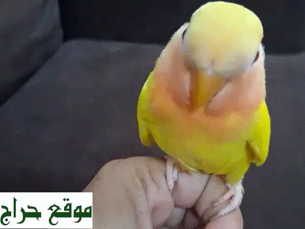 طيور حب أليفة للبيع: ودودة، غير عضاضة ومستأنسة 🐦 - رفيقك المثالي! 4