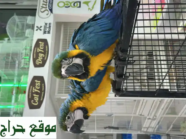 بغباغاء بلو جولد مكاو أليف للبيع بالعين | 4 شهور سوبر جامبو | باروتس مارت 3