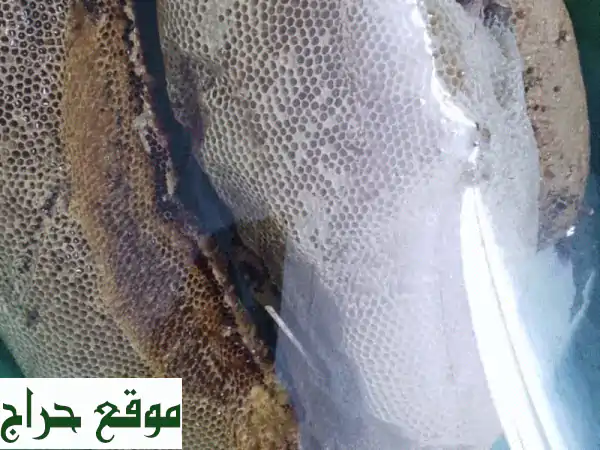 عسل صيادة بني مالك الجبلي: شمع وصافي | النقاء الطبيعي من جنوب الطائف 3