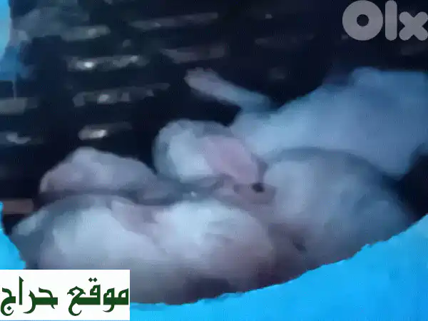 🌟 ارانب للبيع: صحة ممتازة، أعمار ذهبية (8 أشهر-3 سنوات) - بدءاً من 5$! 🌟 4