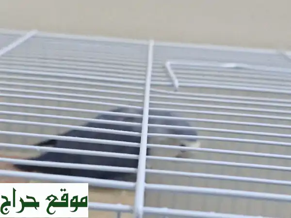 أضف البهجة لمنزلك! 🦜 عصفورين أبيض وأزرق مع قفصهما الأنيق للبيع. 2