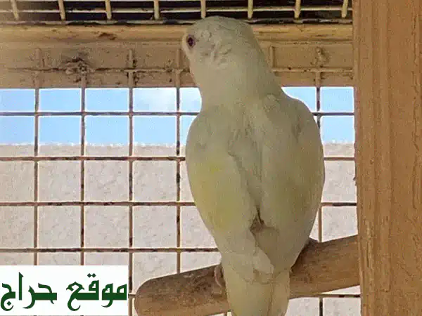 روز لاتينيو: سحر العيون الحمراء وجمال اللون الفريد (حمام زينة أصيل) 3