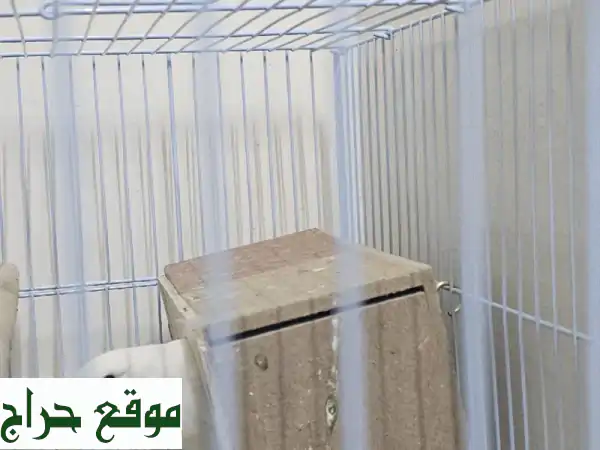 أضف البهجة لمنزلك! 🦜 عصفورين أبيض وأزرق مع قفصهما الأنيق للبيع. 3