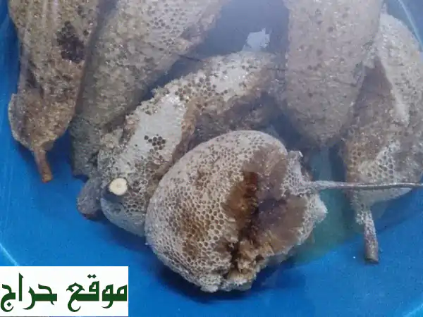 عسل صيادة بني مالك الجبلي: شمع وصافي | النقاء الطبيعي من جنوب الطائف 2