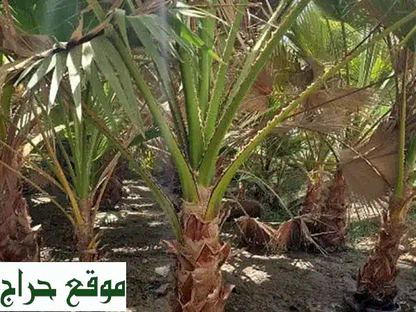 حديقتك تُنير ومبناك يبهج! | مشغل الحضري: خبراء تنسيق الحدائق، تنظيف المباني، ومكافحة الحشرات في مسقط والباطنة 4