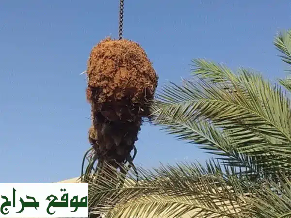 خبراء النخيل: توريد، زراعة وصيانة احترافية - واحة خضراء تبدأ من هنا!