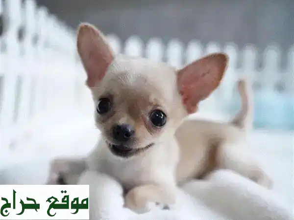 أصغر جرو تشيهواهوا نقي للبيع | رفيقك المثالي ينتظرك! 🐾