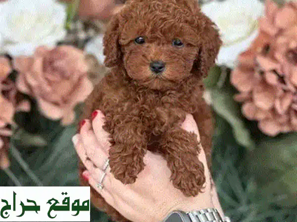 جرو كافابو توي مستورد: رفيقك الصغير المثالي (2 شهرًا) - جاهز للسعادة في منزلك! 3