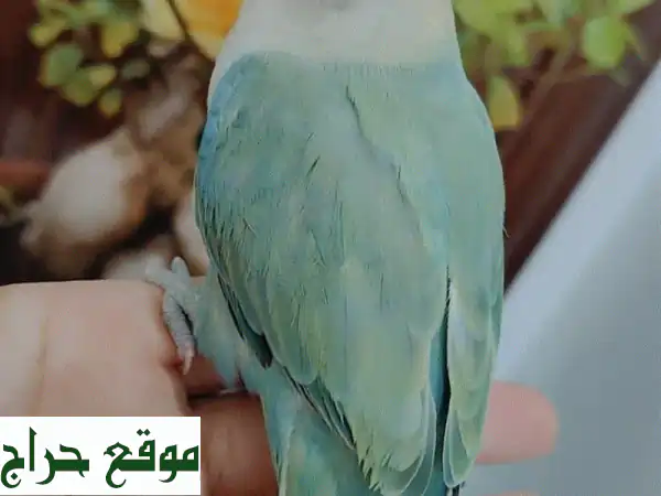 ببغاء روز هولندي أليف ومتكلم للبيع | أب لاين فيس بلون مميز 2