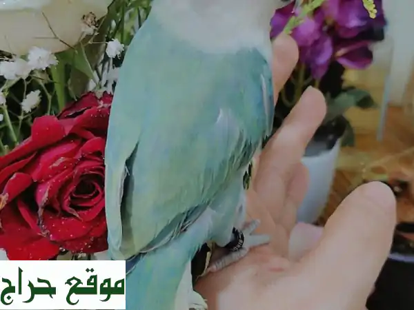 ببغاء روز هولندي أليف ومتكلم للبيع | أب لاين فيس بلون مميز 3