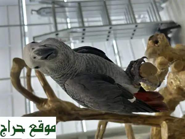 فرصة لا تعوض: بغبغاء كاسكو سوبر جامبو أليف 4 شهور للبيع بالعين | رفيقك الذكي بانتظارك في باروتس مارت 3