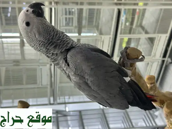 فرصة لا تعوض: بغبغاء كاسكو سوبر جامبو أليف 4 شهور للبيع بالعين | رفيقك الذكي بانتظارك في باروتس مارت 2