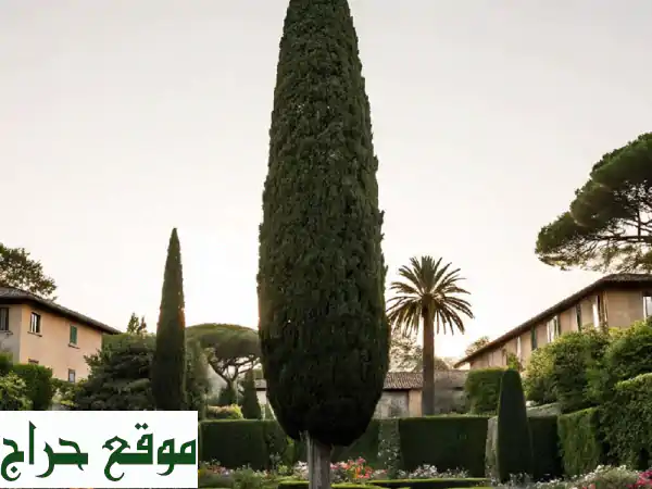 حديقتك الخضراء تبدأ هنا: خبراء تنسيق، بيع وصيانة الأشجار | خدمات زراعية متكاملة