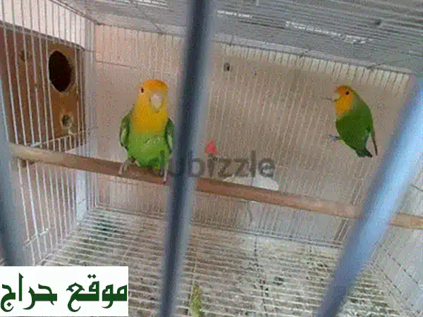 latino red eye love bird for sale 4
