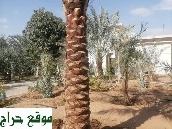 نخيل للبيع | واحتك الخضراء تبدأ هنا! أجود الأنواع والخدمات المتكاملة 4