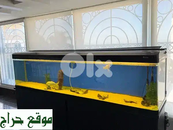 حوض سمك فاخر عملاق 2.9 متر - باك كامل جاهز لإنشاء جنتك المائية! 3