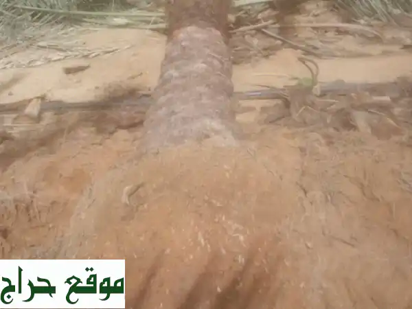 خبراء النخيل: توريد، زراعة وصيانة احترافية - واحة خضراء تبدأ من هنا! 3