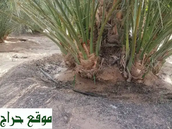 نخيل للبيع | واحتك الخضراء تبدأ هنا! أجود الأنواع والخدمات المتكاملة 2
