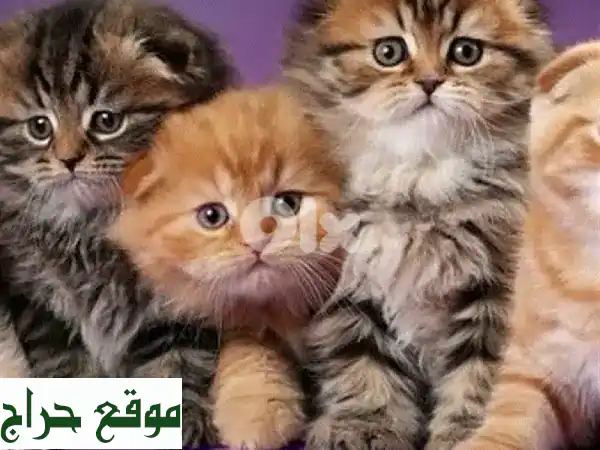 قطة اسكتلندية رائعة للبيع: فرو كثيف وجمال آسر! (مربل - 6 أشهر) 2
