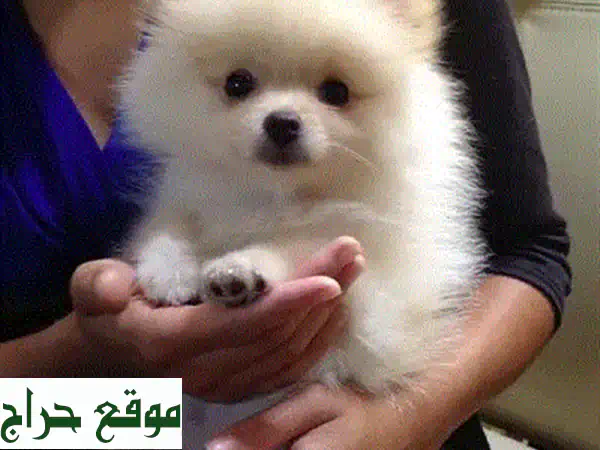 أصغر جرو تشيهواهوا نقي للبيع | رفيقك المثالي ينتظرك! 🐾 4