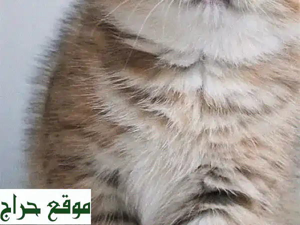 قطة اسكتلندية رائعة للبيع: فرو كثيف وجمال آسر! (مربل - 6 أشهر) 4