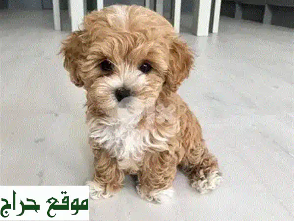 جرو كافابو توي مستورد: رفيقك الصغير المثالي (2 شهرًا) - جاهز للسعادة في منزلك! 4