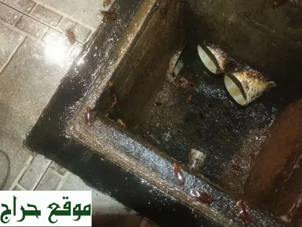 راحة بالك تبدأ معنا: مكافحة حشرات شاملة، تنظيف خزانات وكنب بضمان!