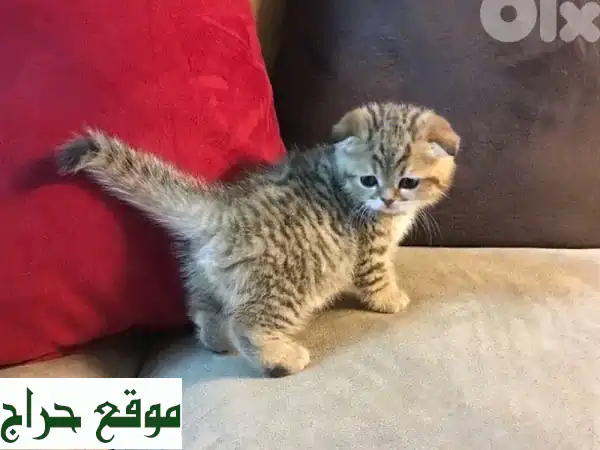 قطة اسكتلندية رائعة للبيع: فرو كثيف وجمال آسر! (مربل - 6 أشهر) 3