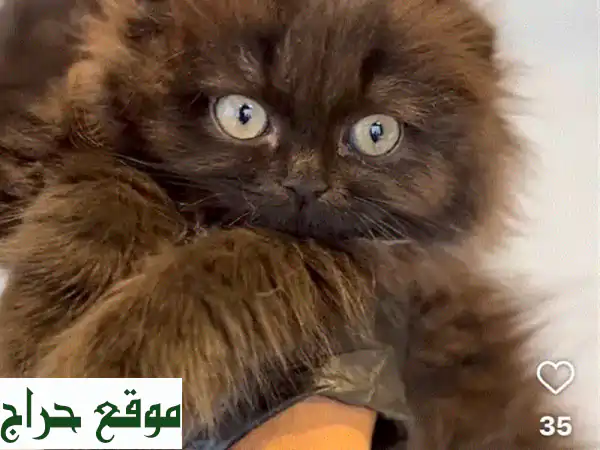 فرصة لا تعوض: قطط اسكتلندية بنية إناث للبيع – جمال ورقة تنتظرك! 3