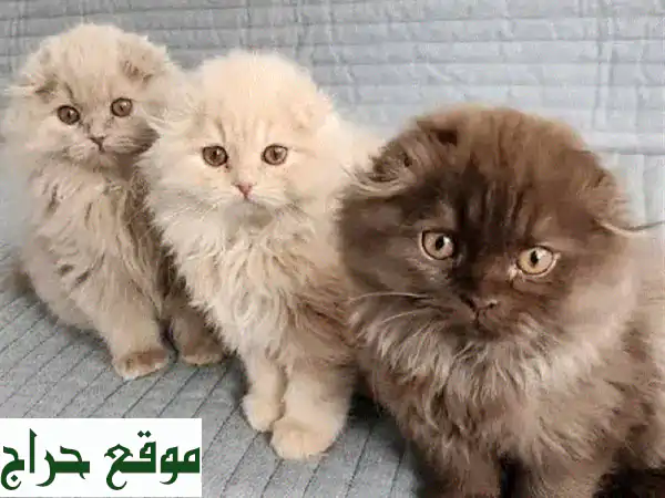 فرصة لا تعوض: قطط اسكتلندية بنية إناث للبيع – جمال ورقة تنتظرك! 2