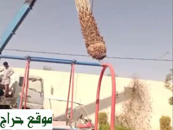 خبراء النخيل: توريد، زراعة وصيانة احترافية - واحة خضراء تبدأ من هنا! 2