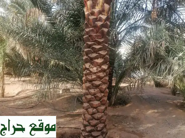 نخيل للبيع | واحتك الخضراء تبدأ هنا! أجود الأنواع والخدمات المتكاملة 3