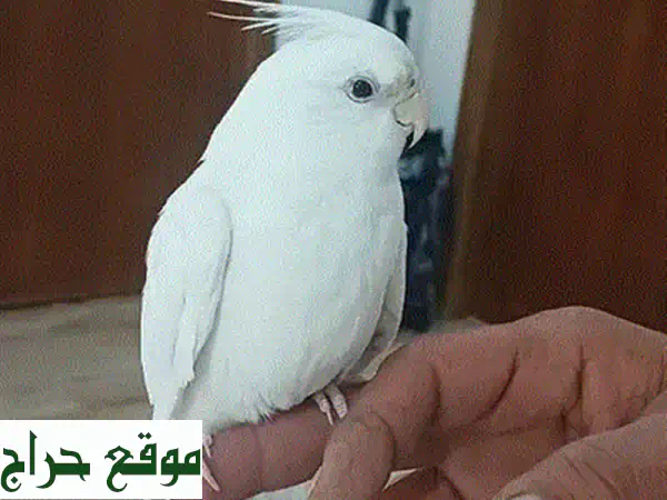 latino red eye love bird for sale 3
