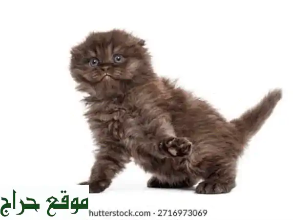فرصة لا تعوض: قطط اسكتلندية بنية إناث للبيع – جمال ورقة تنتظرك! 4