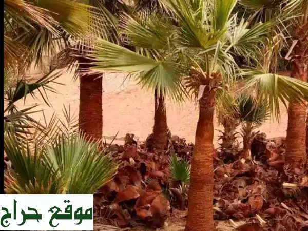خبراء النخيل: توريد، زراعة وصيانة احترافية - واحة خضراء تبدأ من هنا! 4