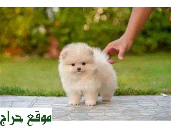 جرو كافابو توي مستورد: رفيقك الصغير المثالي (2 شهرًا) - جاهز للسعادة في منزلك! 2