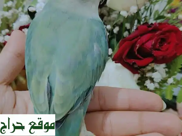 ببغاء روز هولندي أليف ومتكلم للبيع | أب لاين فيس بلون مميز 4