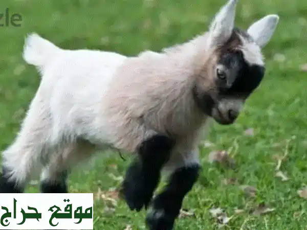 ماعز مصغر أليف ومدرب: رفيقك الصغير المثالي للعائلة بألوان جذابة!