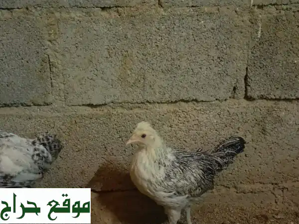 للبيع دجاج فرنسي كولمبي تابع الوصف تحت 3