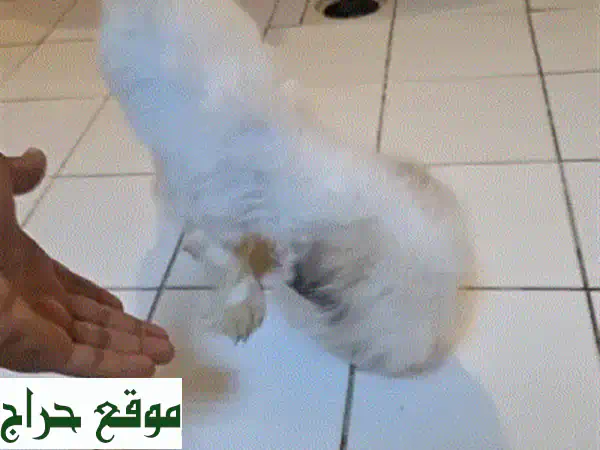 فرصة لا تعوض! كلب مالتيز مكس "بروس" - رفيقك المطيع والمدرب جاهز لمنزل دافئ. 4