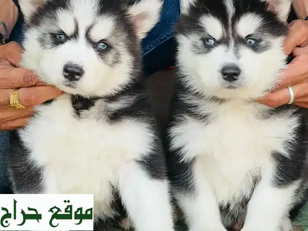 فرصة العمر: جروان سيبيريا هاسكي أصيلان وساحران ينتظران منزلهما الدافئ!