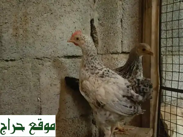 للبيع دجاج فرنسي كولمبي تابع الوصف تحت 4