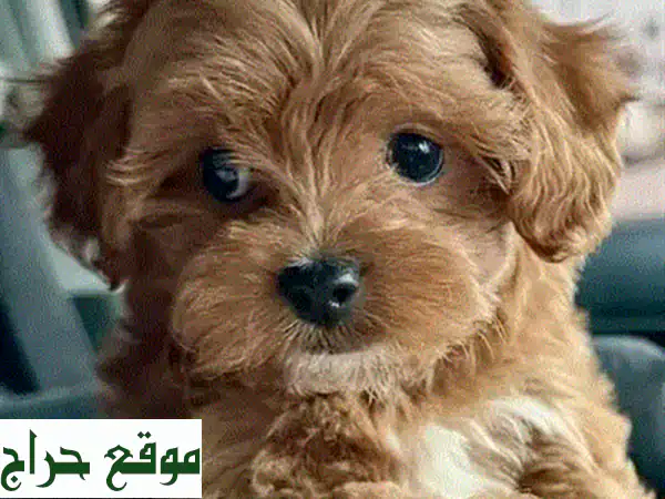 جرو مالتيبو توي صغير للبيع 🐾 أجود الأنواع متوفرة الآن في نيو جديدة! 2