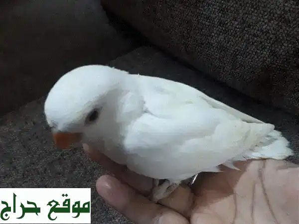 Latino and albino red eye love birds for sale(1 pc) 2