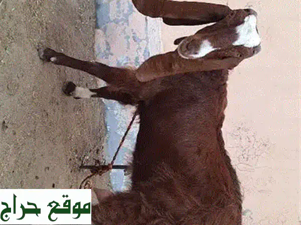 ماعز مصغر أليف ومدرب: رفيقك الصغير المثالي للعائلة بألوان جذابة! 2