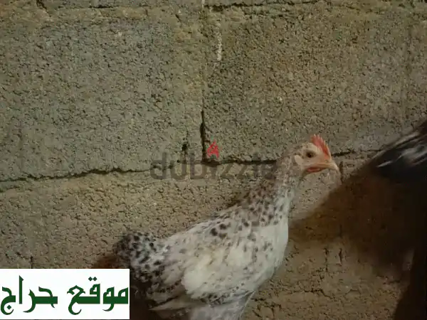 للبيع دجاج فرنسي كولمبي تابع الوصف تحت 2
